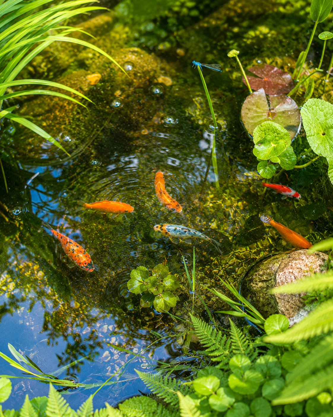 teich im garten angelegt- amateurin — blaue Libelle an der bepflanzten Wasserstelle