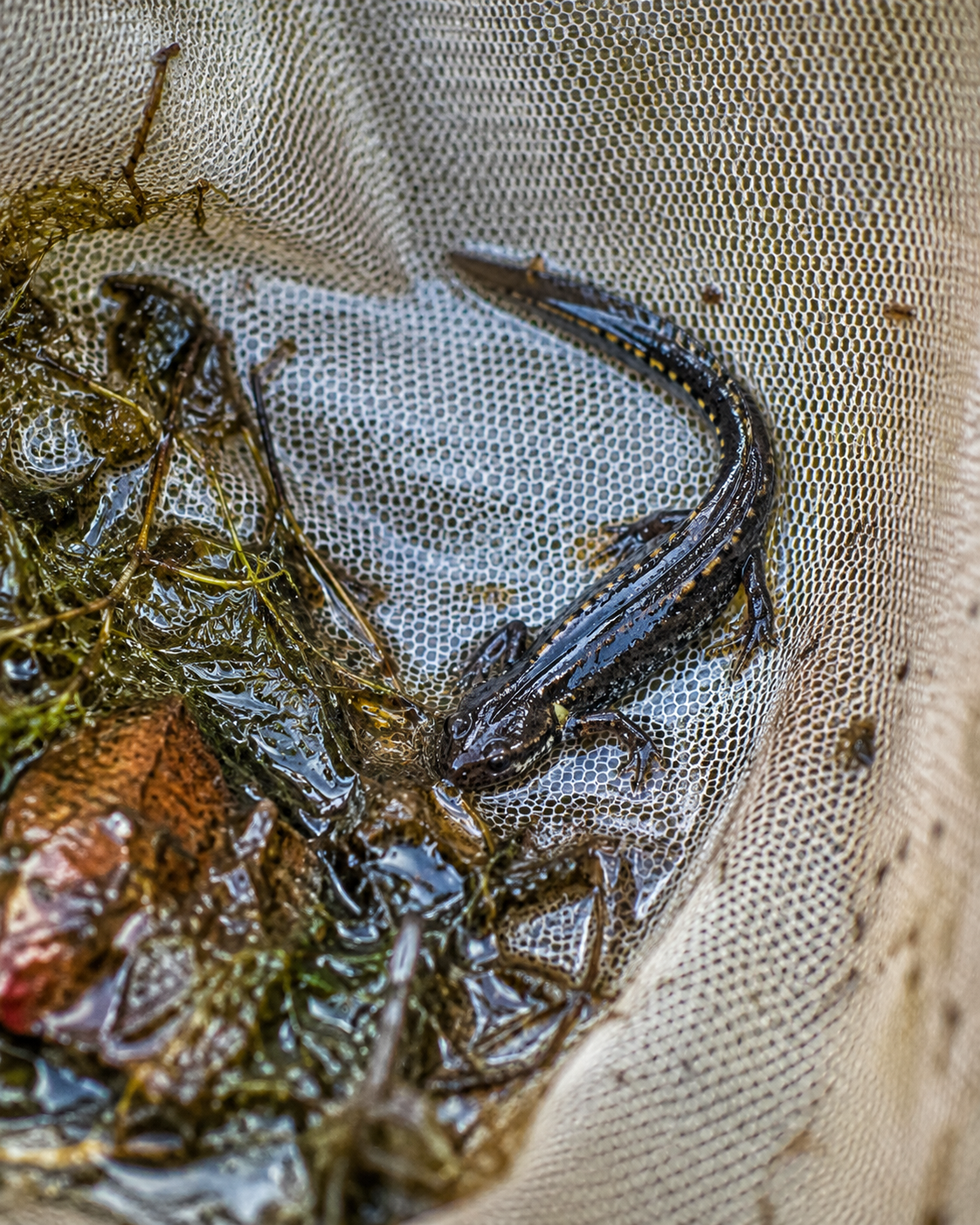 Kleiner Molch im Kescher vor dem Zurücksetzen in den Gartenteich