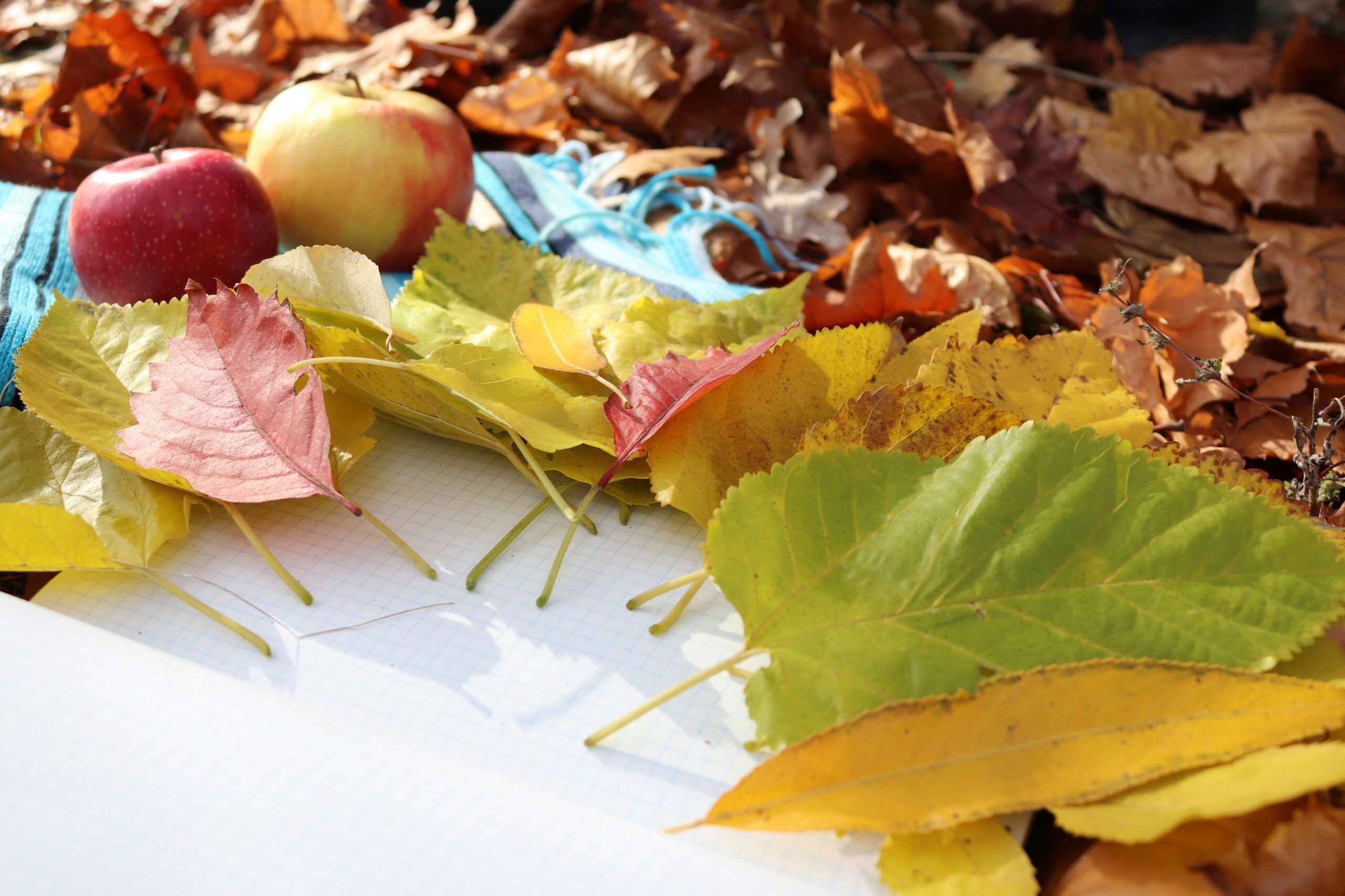 Material für ein Herbstmobile mit Herbstblättern, Holzscheiben, Jutegarn und einem Ast
