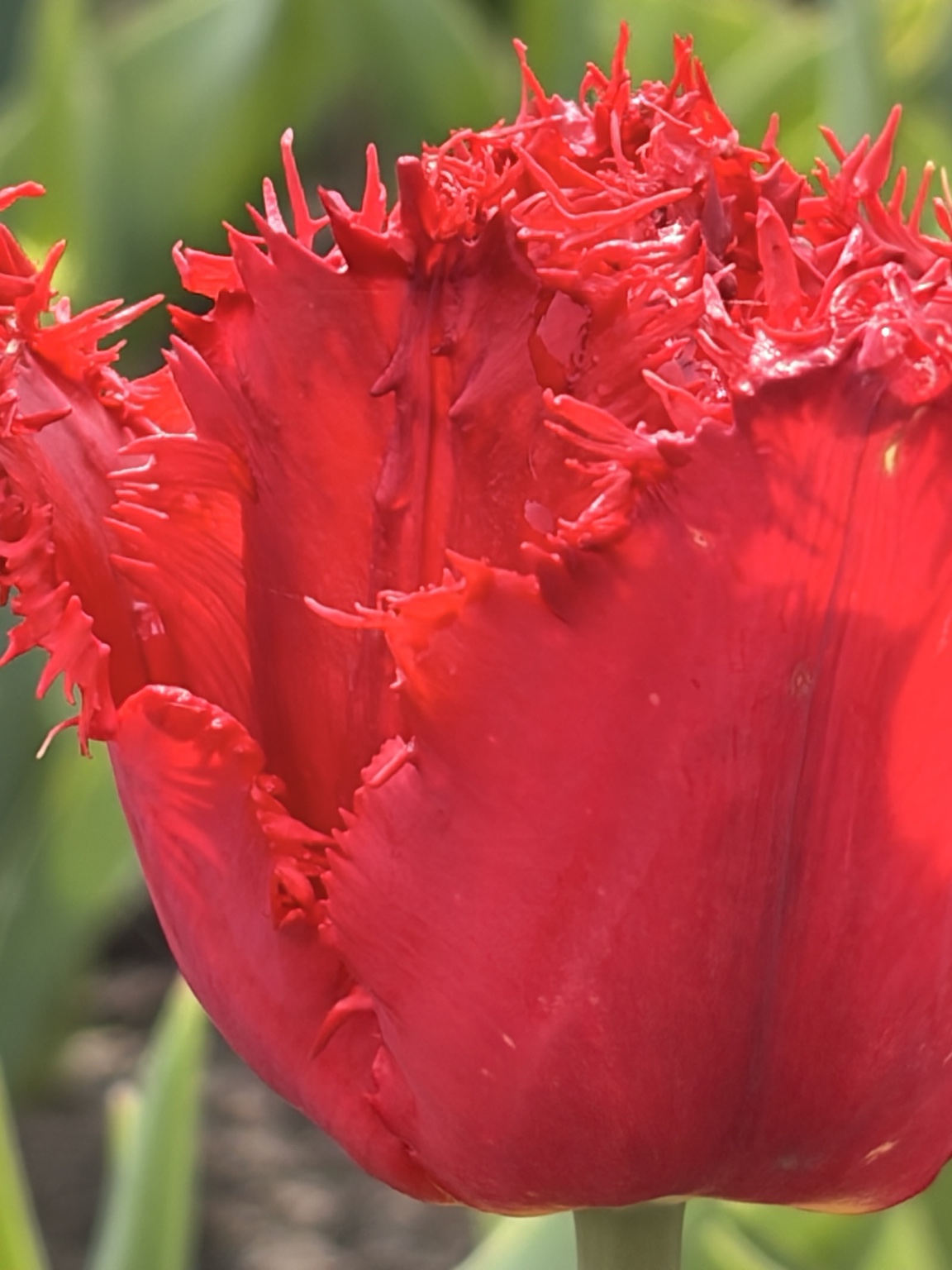 Gemeinsam im Garten pflanzen