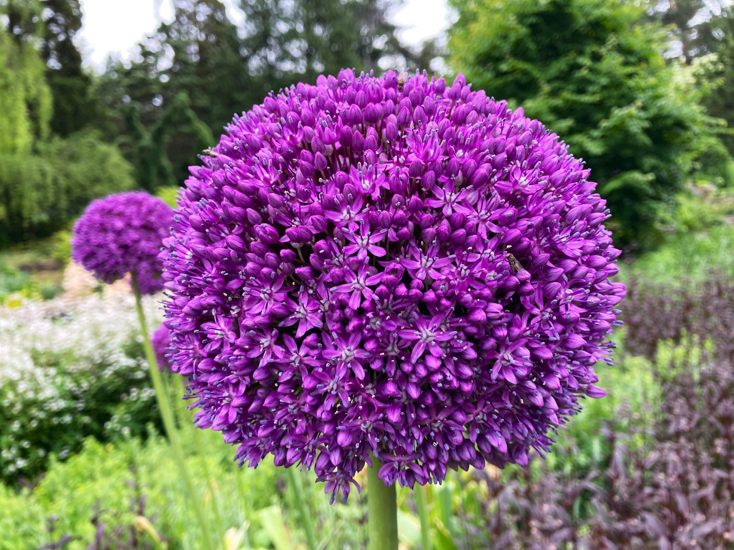 Blumen und Pflanzen im Familiengarten