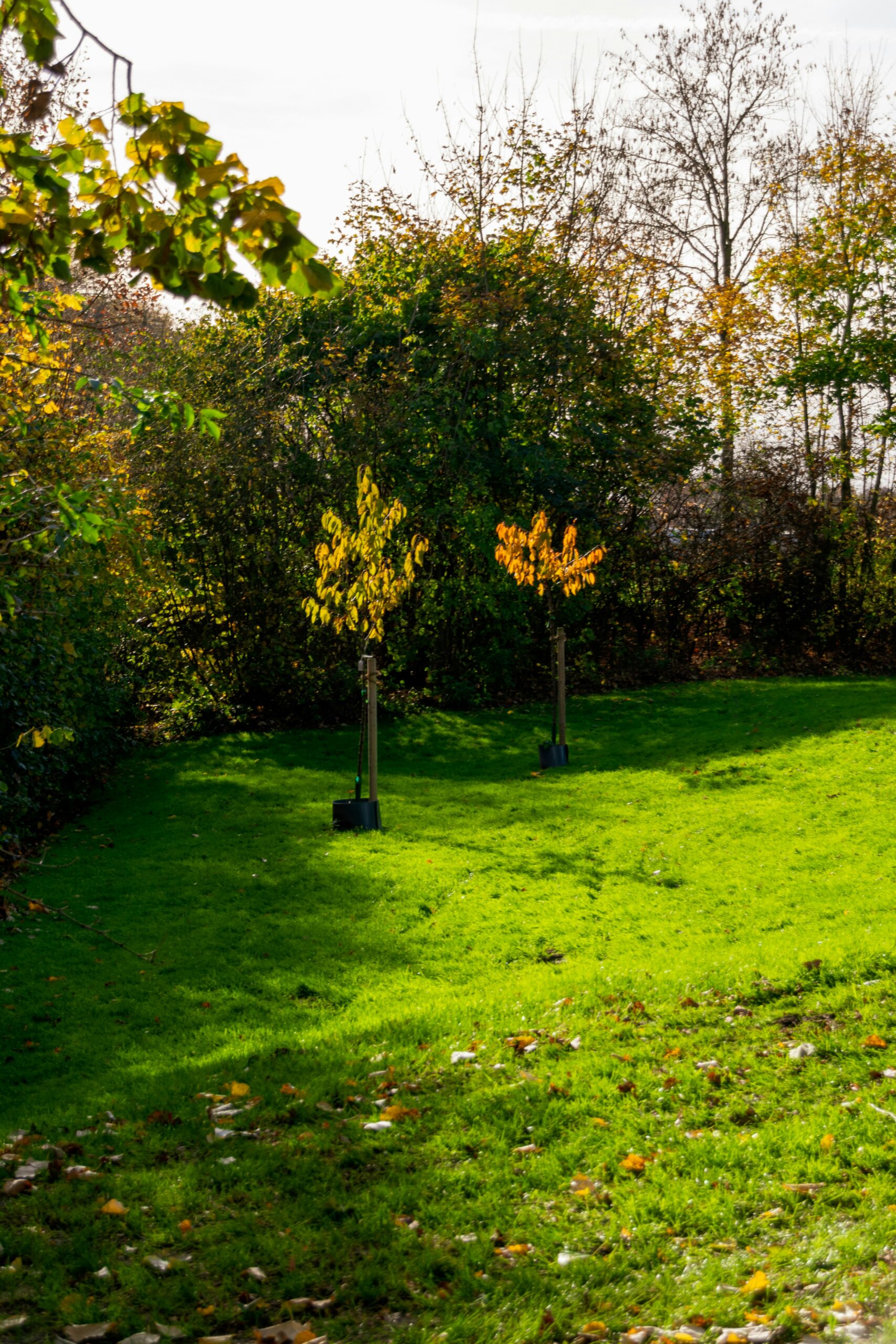 Herbstliche Gartenarbeit und Pflanzen
